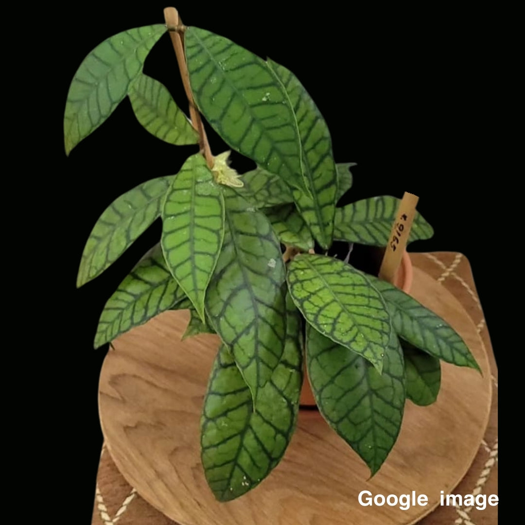Hoya kalimantan (Large) PRE-ORDER-JULY271