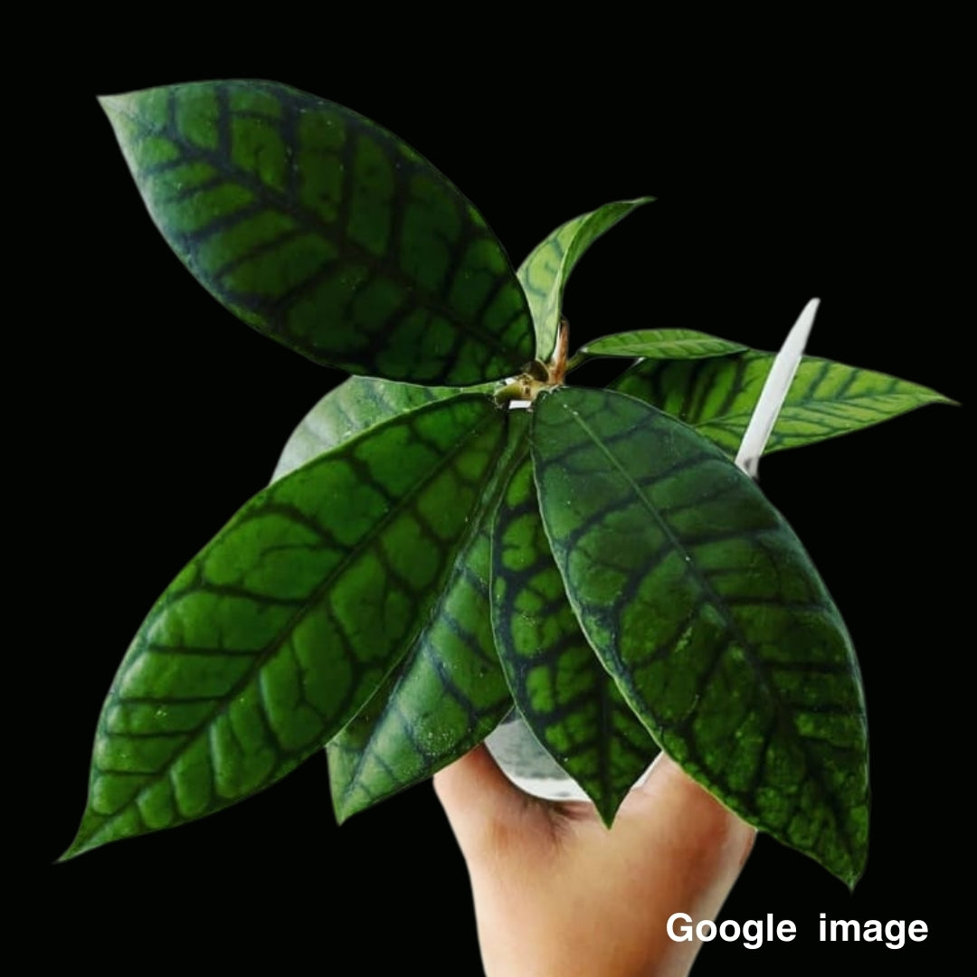 Hoya kalimantan (Large) PRE-ORDER-JULY271