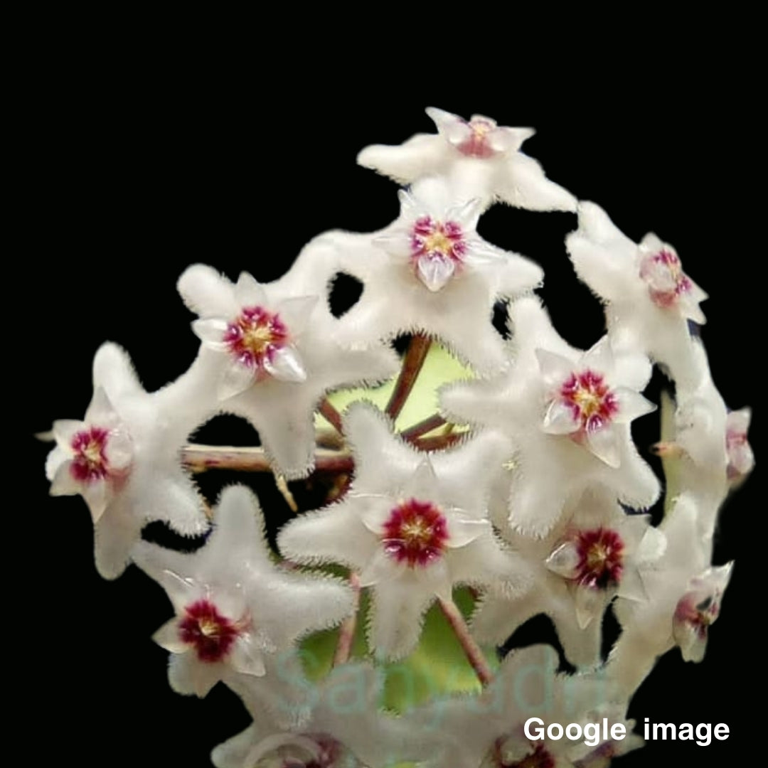 Hoya kanyakumariana Large (PRE-ORDER)-JULY193