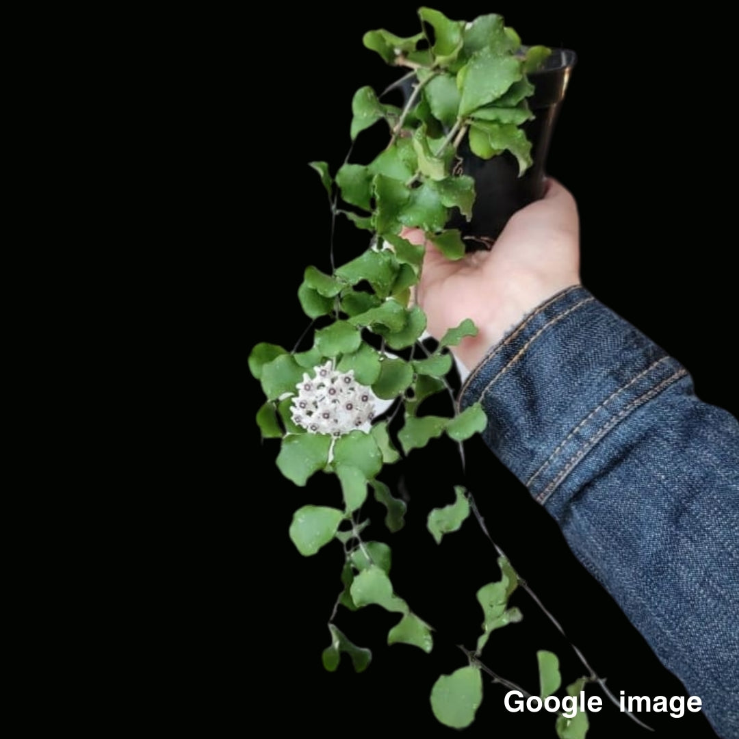 Hoya kanyakumariana Large (PRE-ORDER)-JULY193