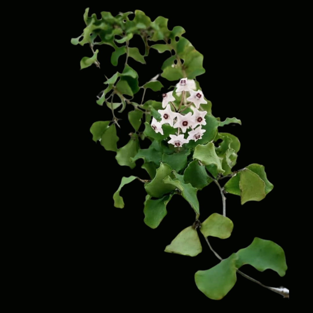 Hoya kanyakumariana Large (PRE-ORDER)-JULY193