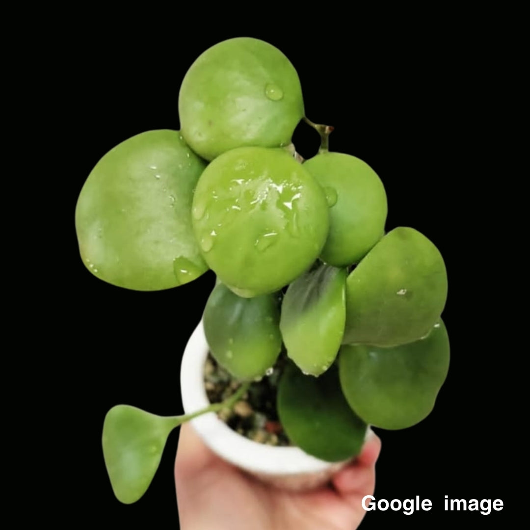Hoya kastburgii Large (PRE-ORDER)-JULY194