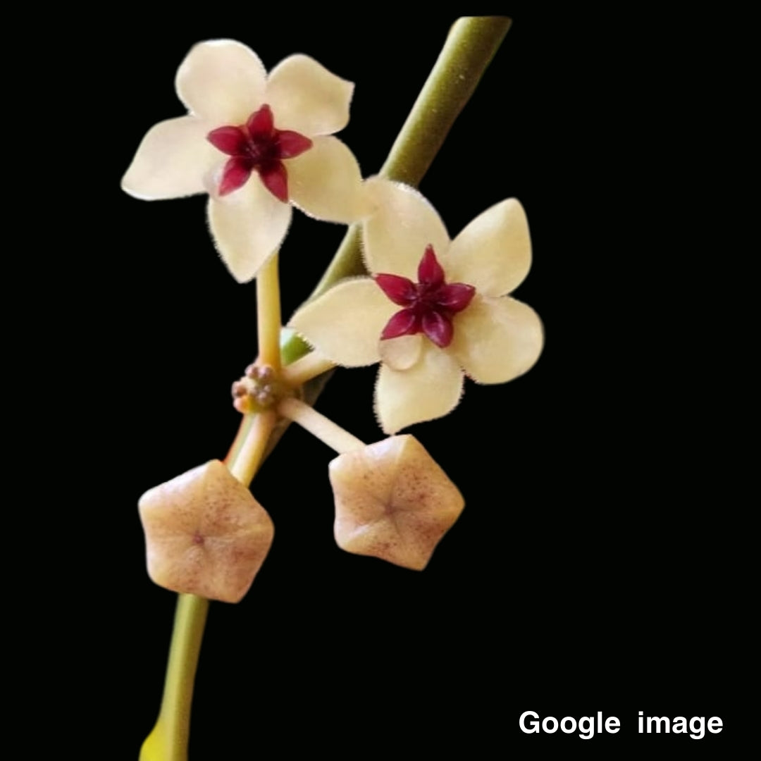 Hoya kastburgii Large (PRE-ORDER)-JULY194