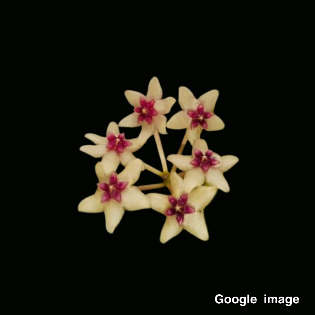 Hoya kastburgii Large (PRE-ORDER)-JULY194
