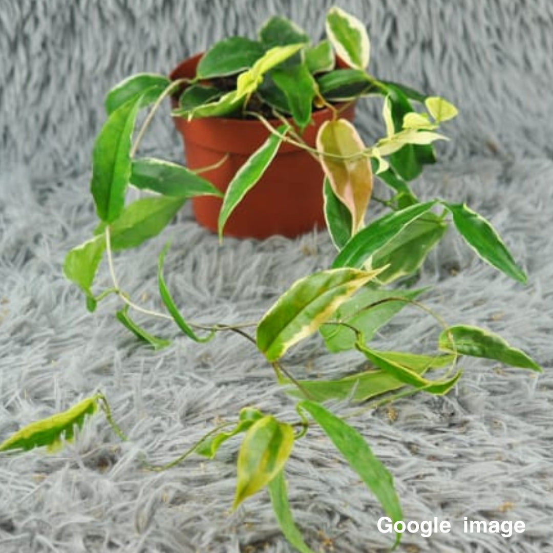 Hoya kenejiana albomarginata (Large) PRE-ORDER-JULY277