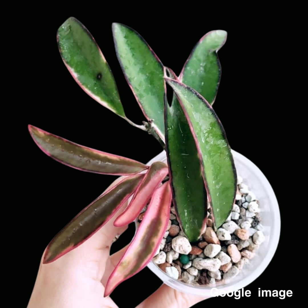 Hoya kentiana 'Lori Lyn' Large (PRE-ORDER)-JULY199
