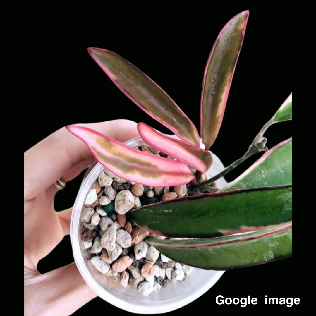 Hoya kentiana 'Lori Lyn' Large (PRE-ORDER)-JULY199