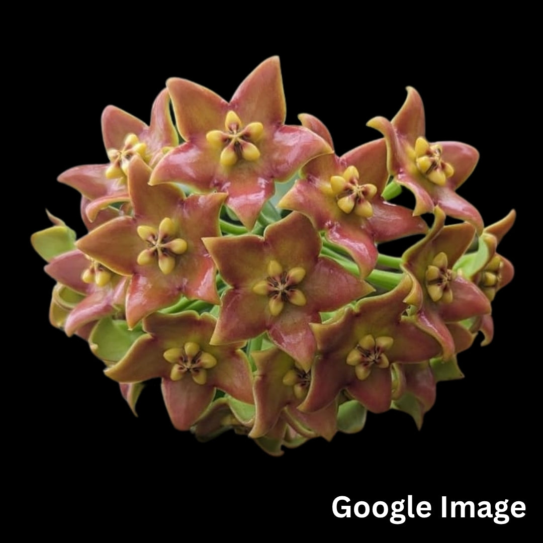 Hoya Affinis (Large) PRE-ORDER-JULY019