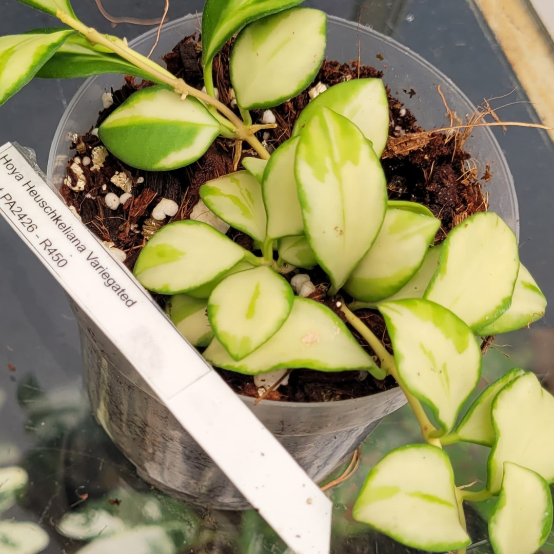 Hoya heuschkeliana Variegated - Plant PA2426