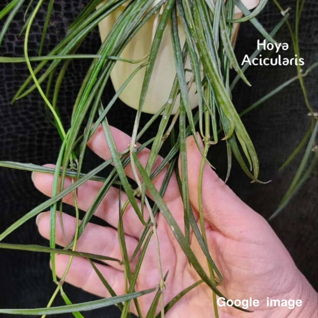 Hoya Acicularis (Large) PRE-ORDER-JULY001