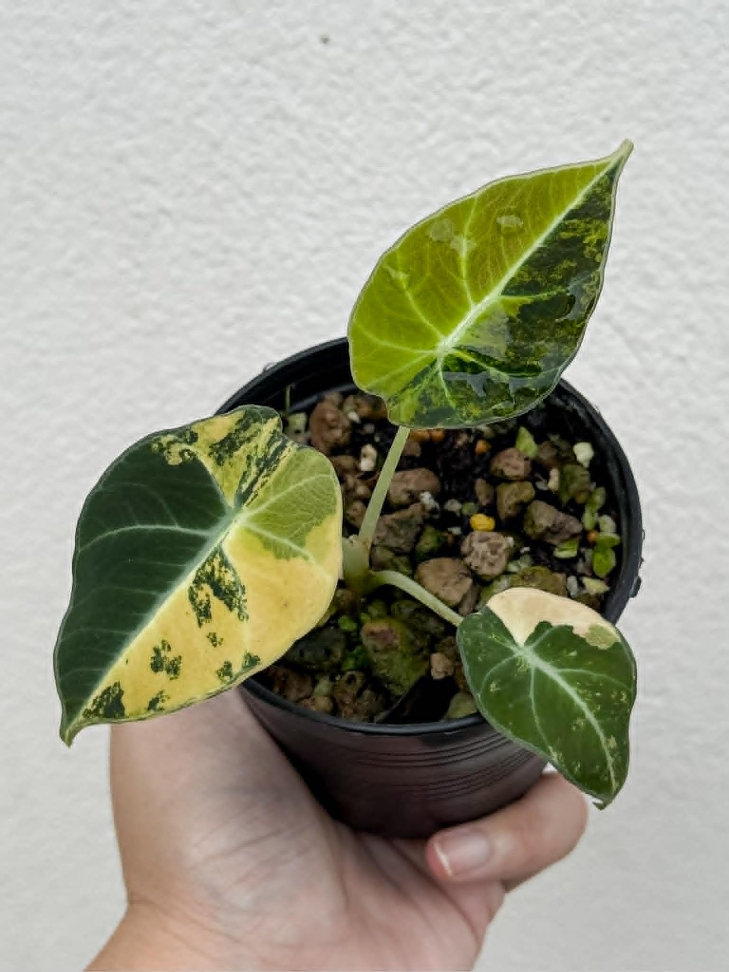 Alocasia Black Velvet Bright Aurea - Pre Order