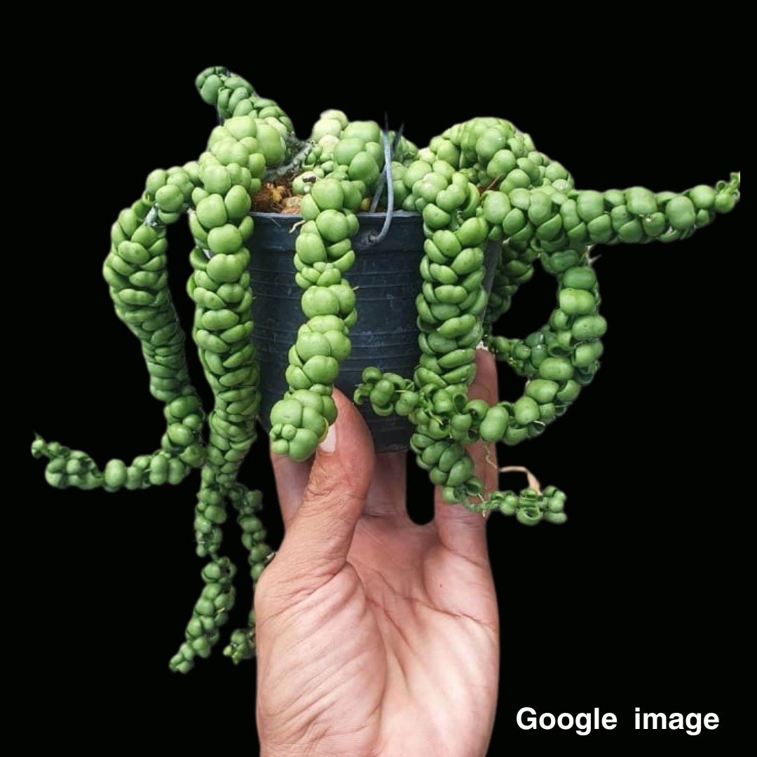 dragon jade succulent Dischidia Dragon Jade (PRE-ORDER)-JULY01 – Fuzzy Roots