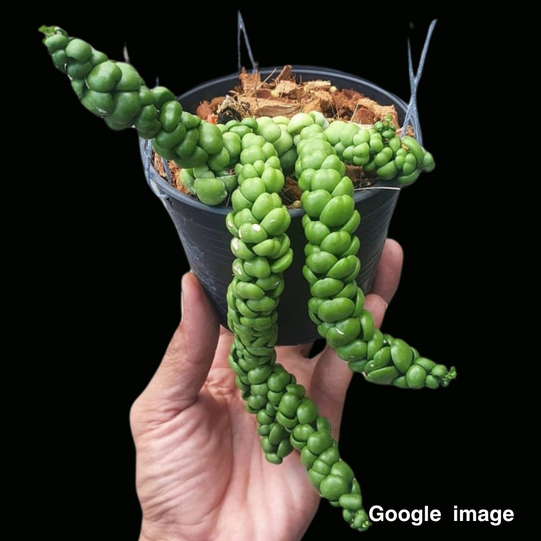 Dischidia Dragon Jade (PRE-ORDER)-JULY491