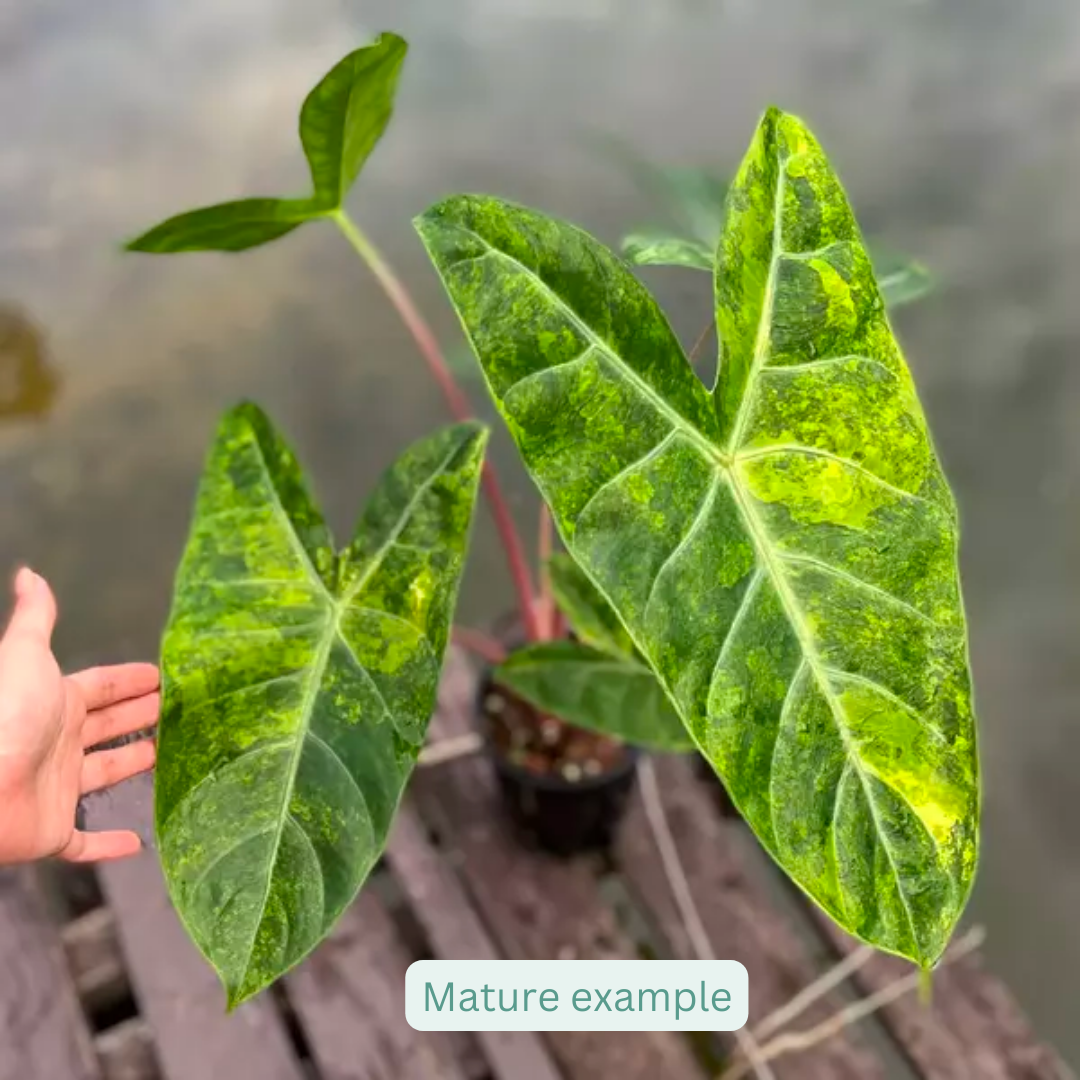Alocasia Pink Dragon Albo Tissue Culture (PRE-ORDER)-TC48