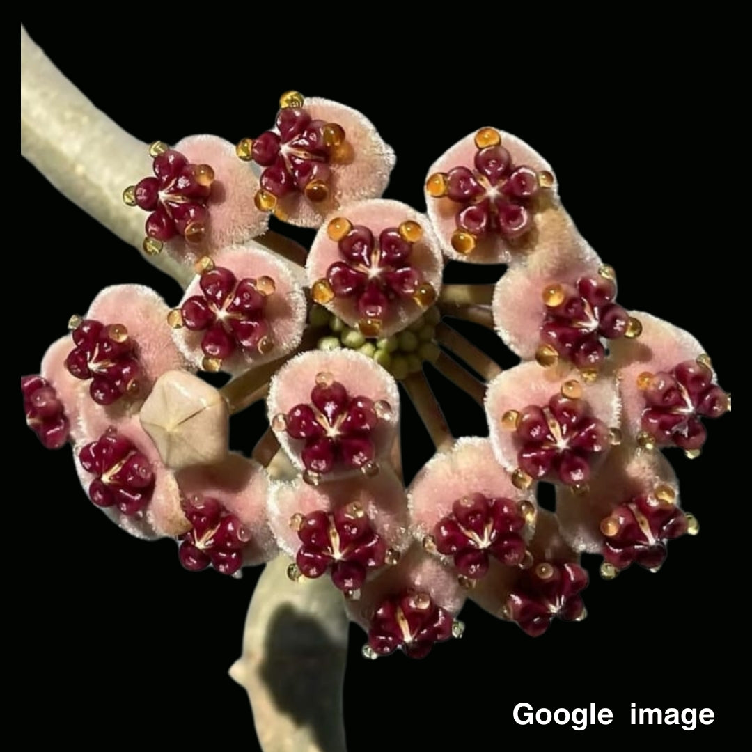 Hoya kerrii Large (PRE-ORDER)-JULY201