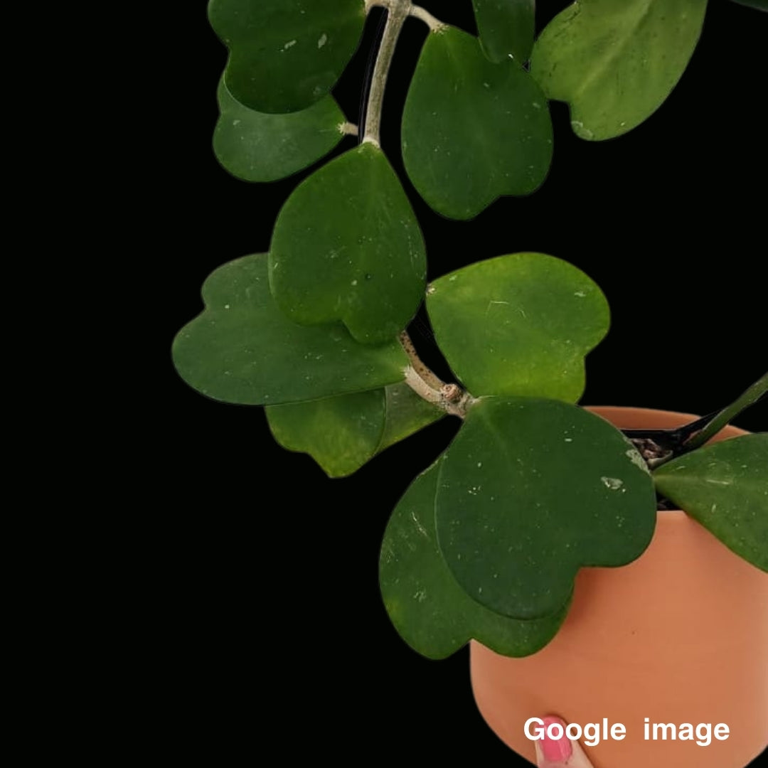 Hoya kerrii Large (PRE-ORDER)-JULY201