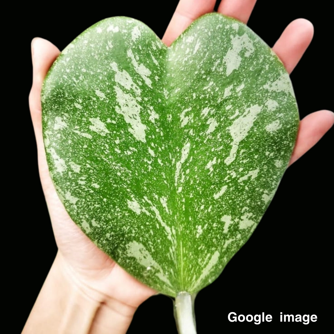 Hoya kerrii Splash Leaves Large (PRE-ORDER)-JULY203