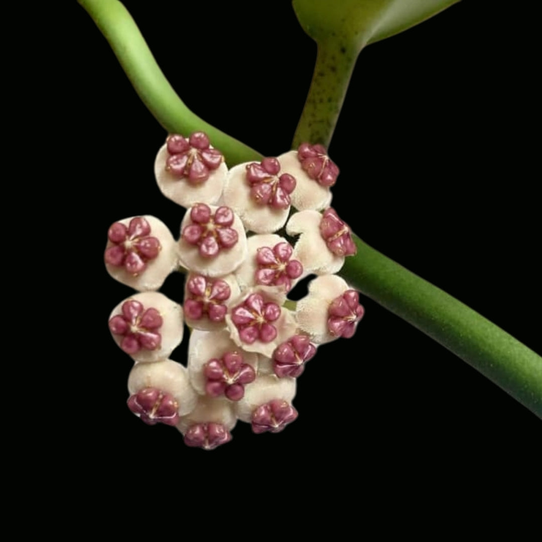 Hoya kerrii Splash Leaves Large (PRE-ORDER)-JULY203