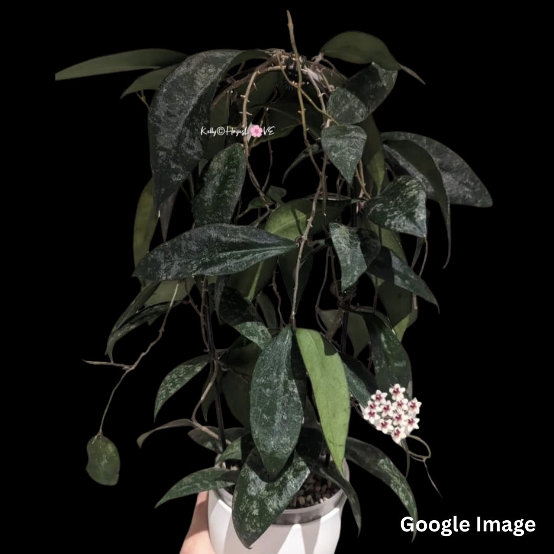 Hoya Flagellata (Large) PRE-ORDER-JULY205