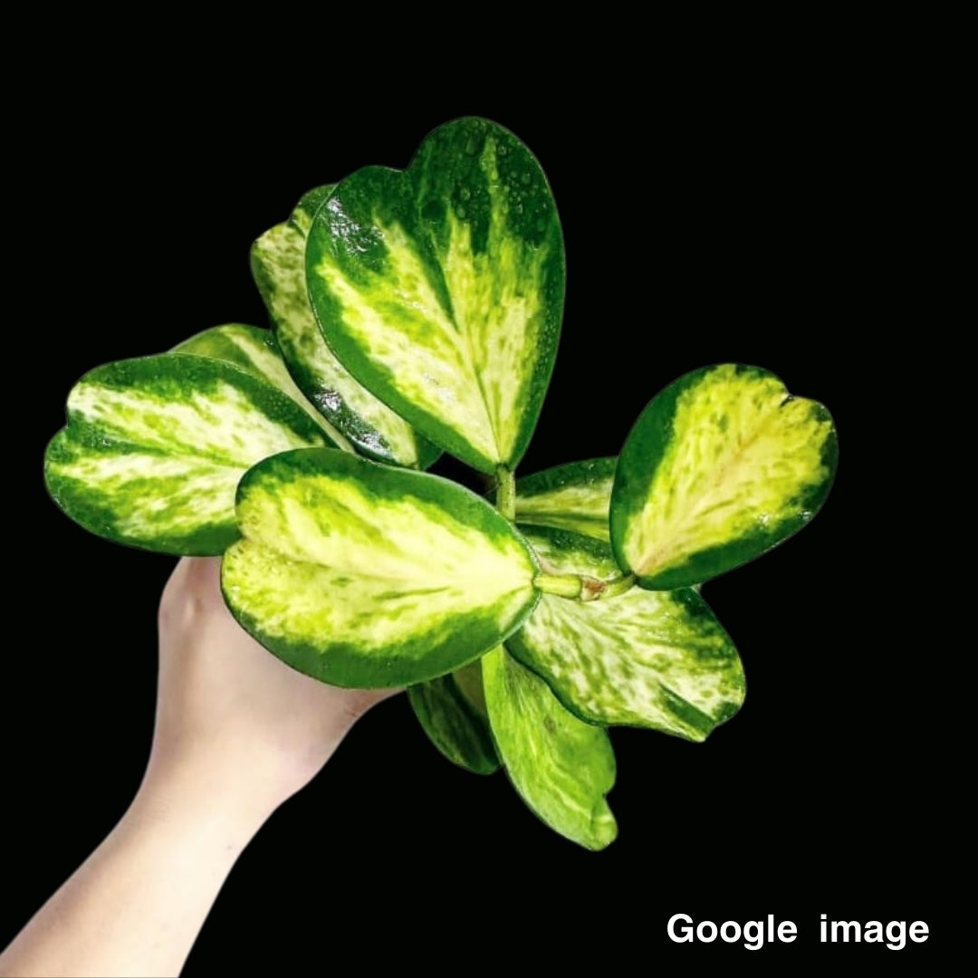 Hoya kerrii Variegated Spot Leaf Medium (PRE-ORDER)-JULY205