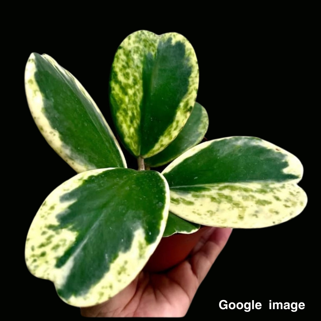 Hoya kerrii Variegated Spot Leaf Medium (PRE-ORDER)-JULY205