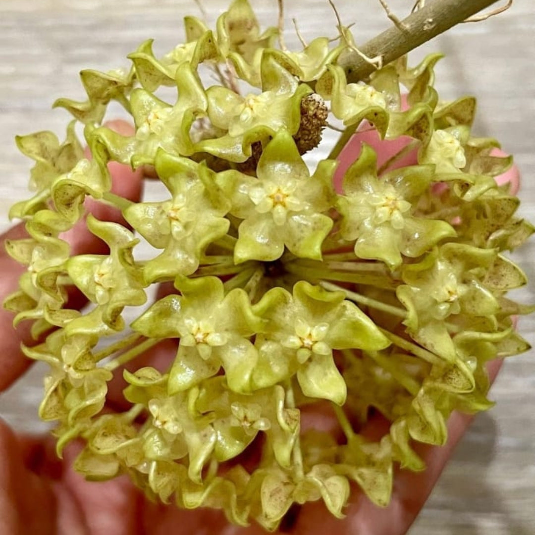 Hoya Lambii (Large) PRE-ORDER-JULY313