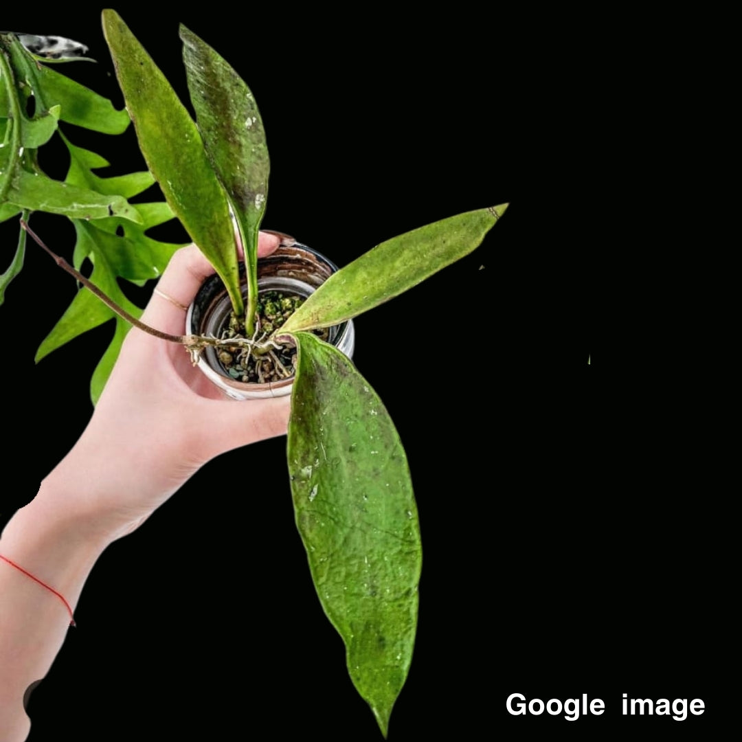 Hoya kloppenburgii Long Leaves Large (PRE-ORDER)-JULY208