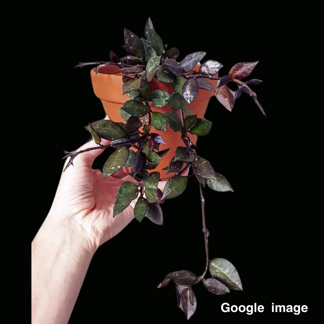 Hoya krohniana Black Leave Large (PRE-ORDER)-JULY210