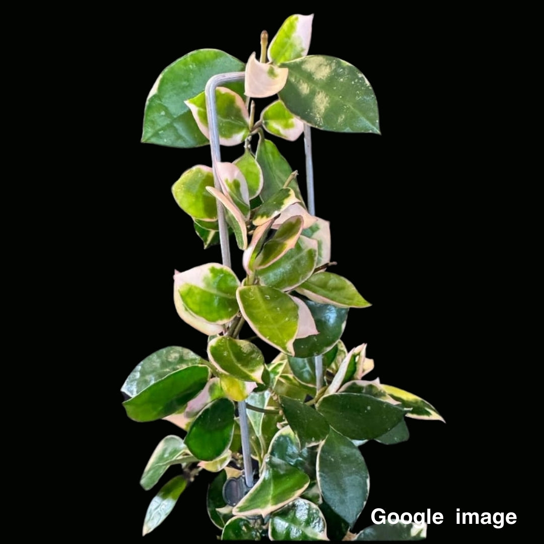 Hoya Lacunosa Asami (Large) PRE-ORDER-JULY296