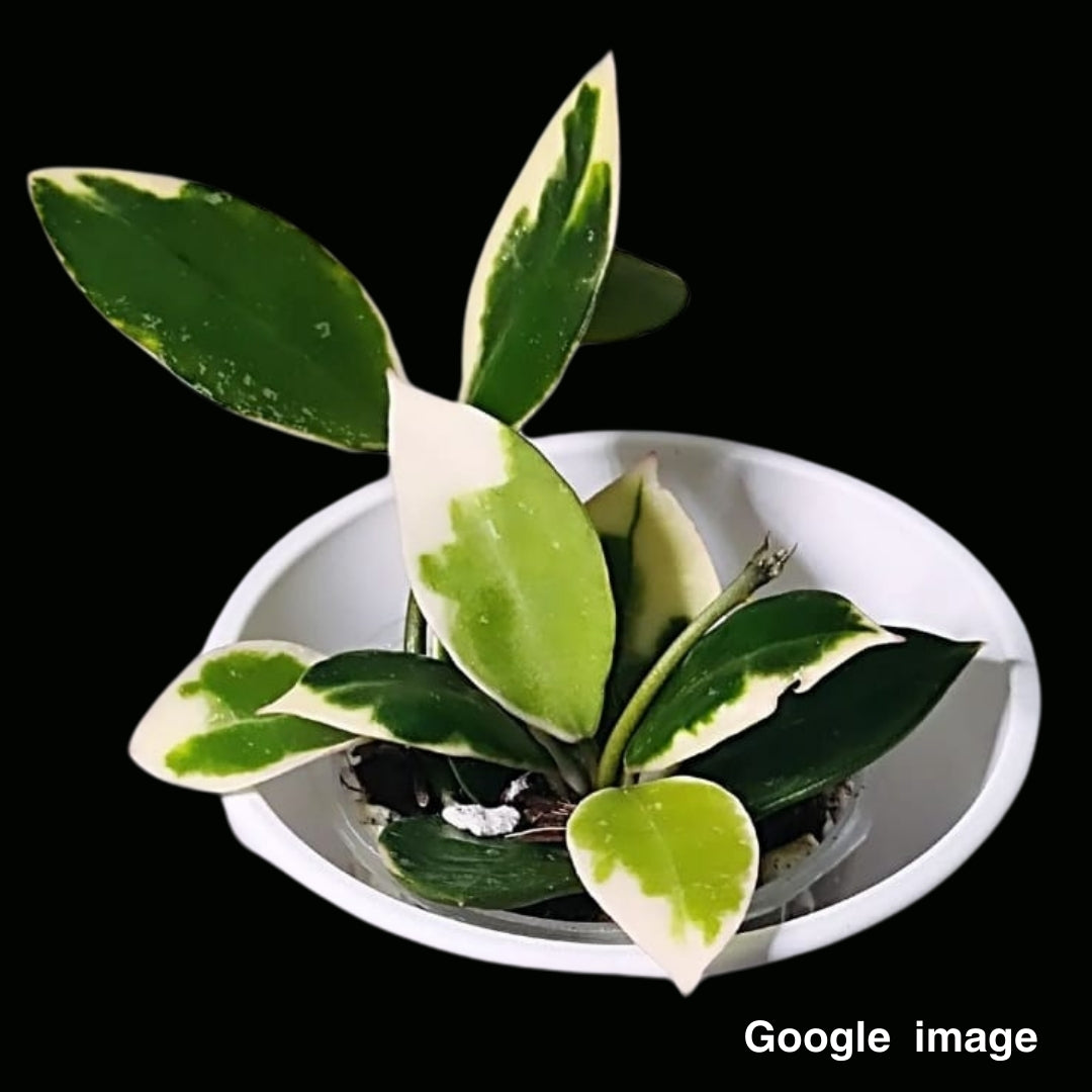 Hoya Lacunosa Asami (Large) PRE-ORDER-JULY296