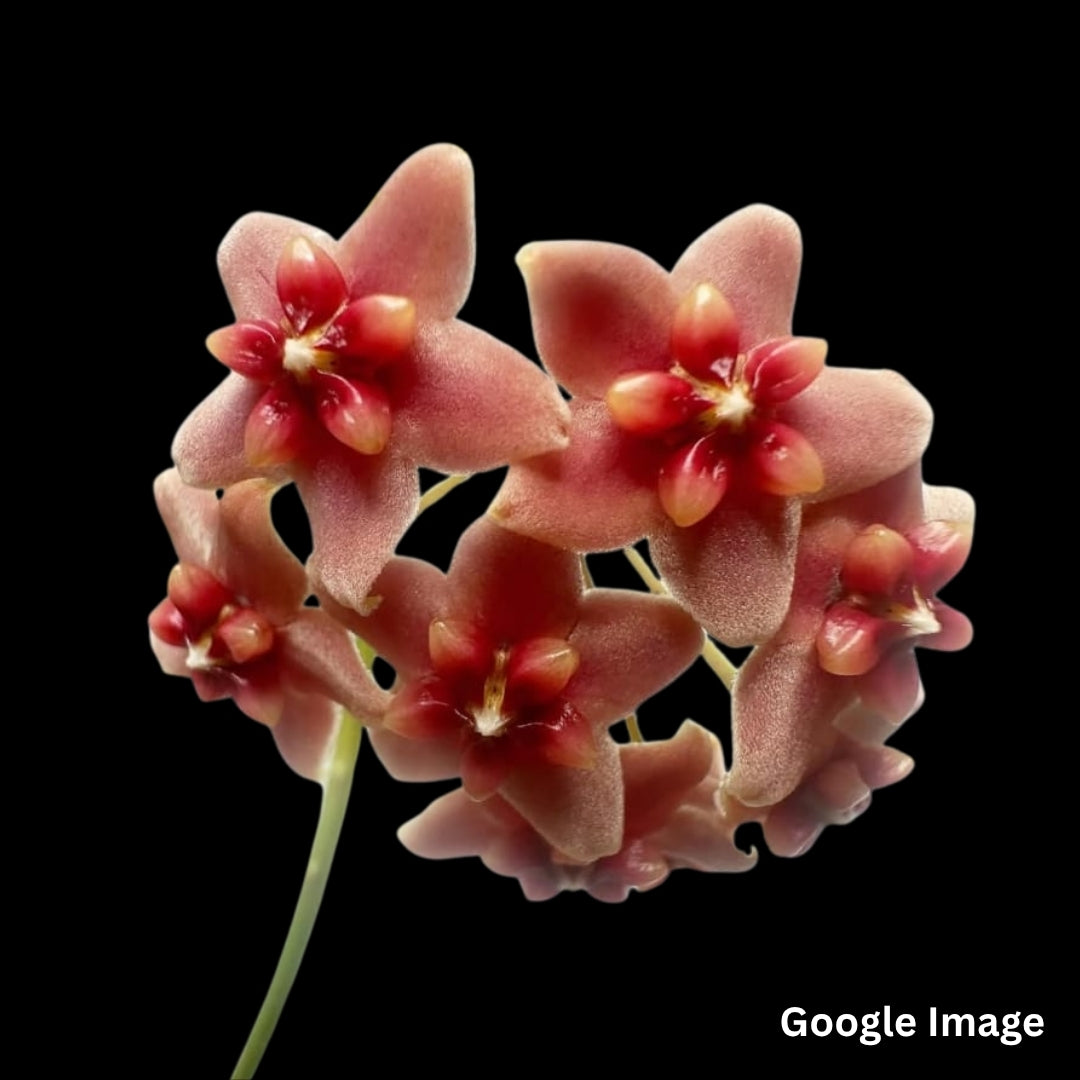Hoya Globulifera (Large) PRE-ORDER-JULY216