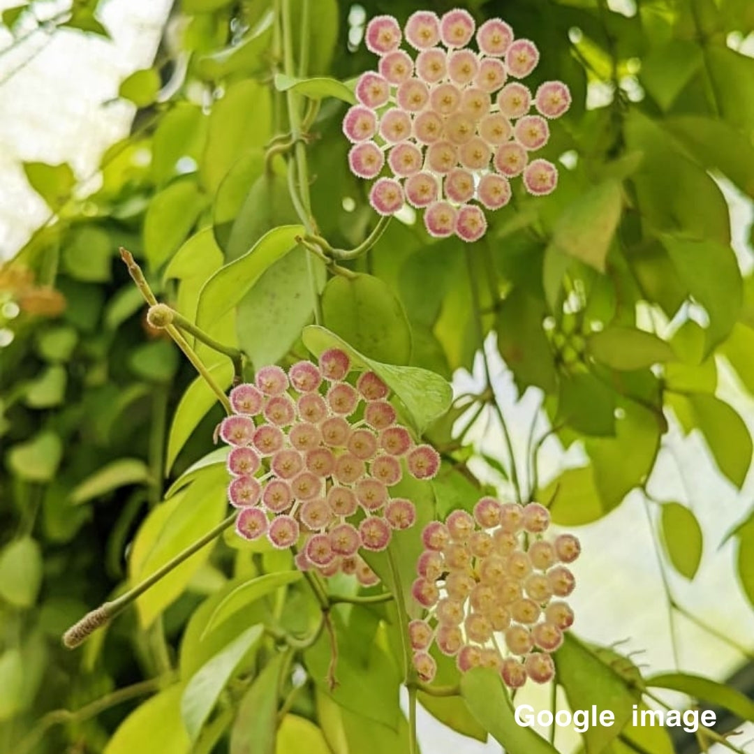 Hoya Lacunosa Purple Flower Large (PRE-ORDER)-JULY216