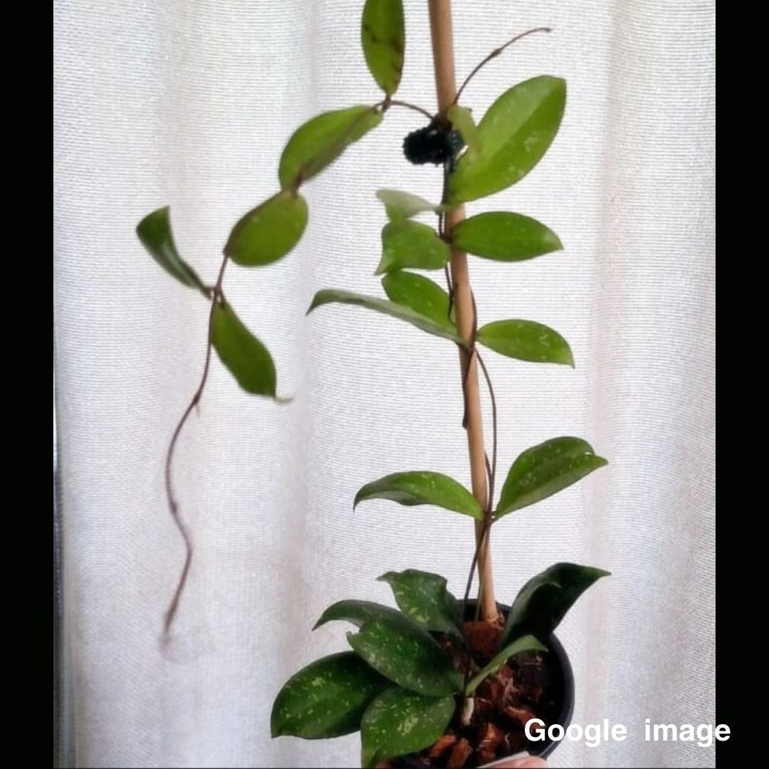 Hoya Lacunosa Purple Flower Large (PRE-ORDER)-JULY216