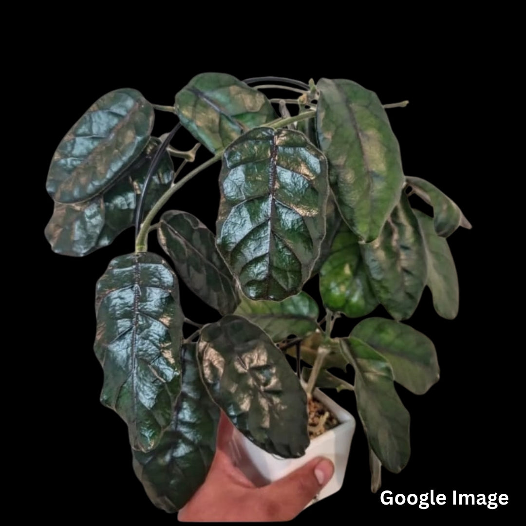 Hoya Globulosa (Large) PRE-ORDER-JULY217