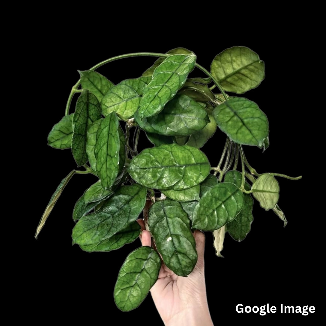 Hoya Globulosa (Large) PRE-ORDER-JULY217