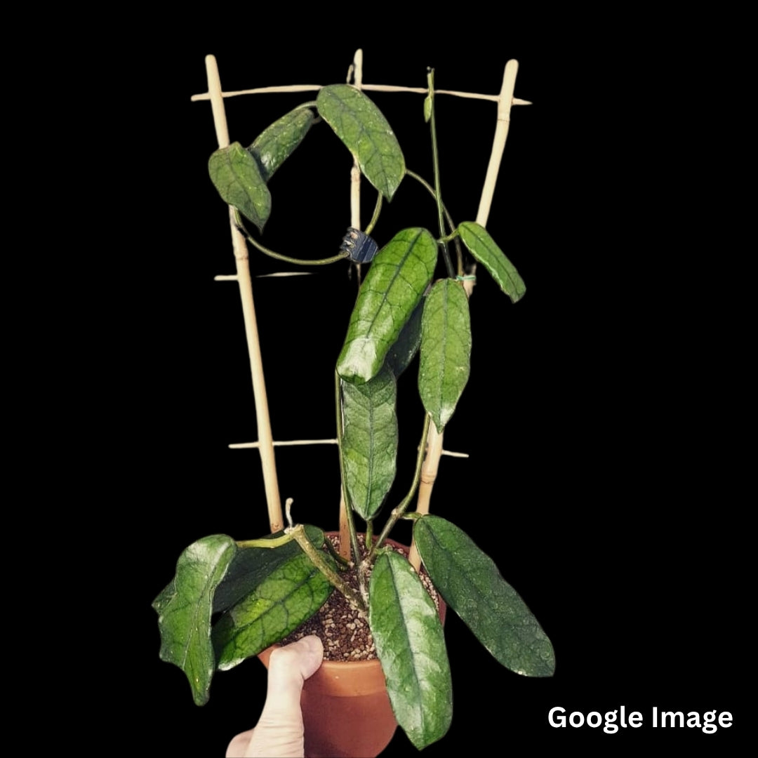 Hoya Globulosa (Large) PRE-ORDER-JULY217