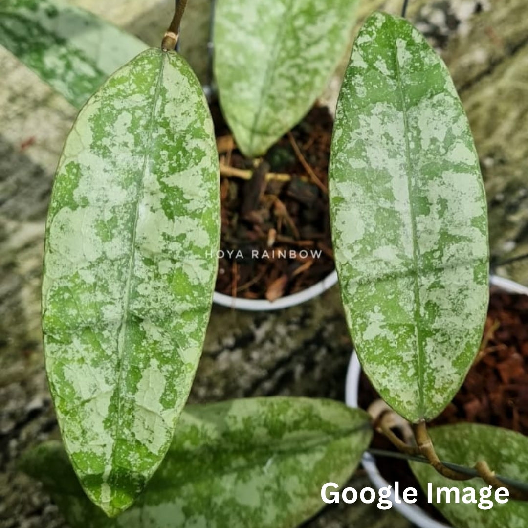 Hoya Aff. Lambii Splash (Small) PRE-ORDER-JULY021