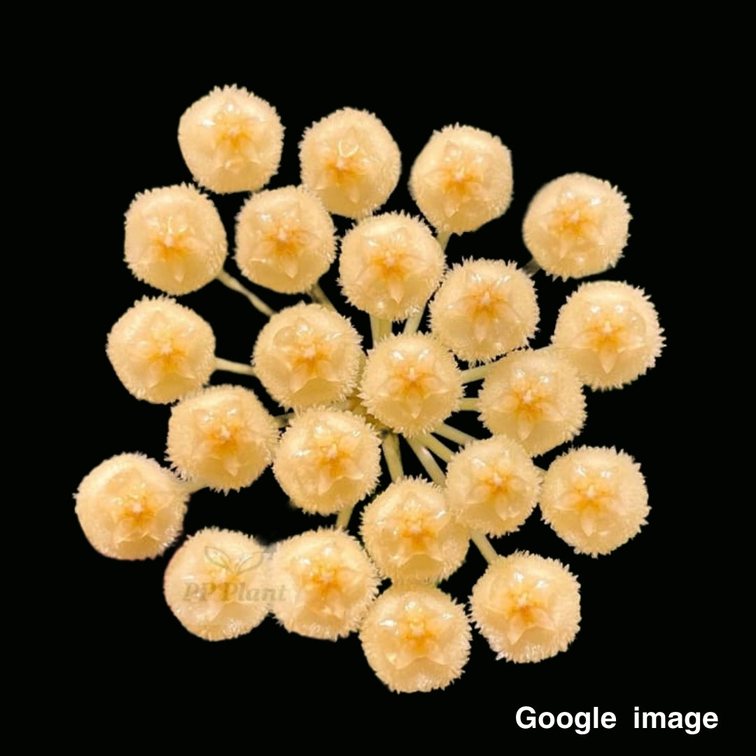Hoya Lacunosa Yellow Flower Large (PRE-ORDER)-JULY220