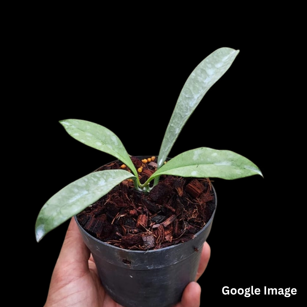 Hoya Griffithii Silver (Small) PRE-ORDER-JULY221