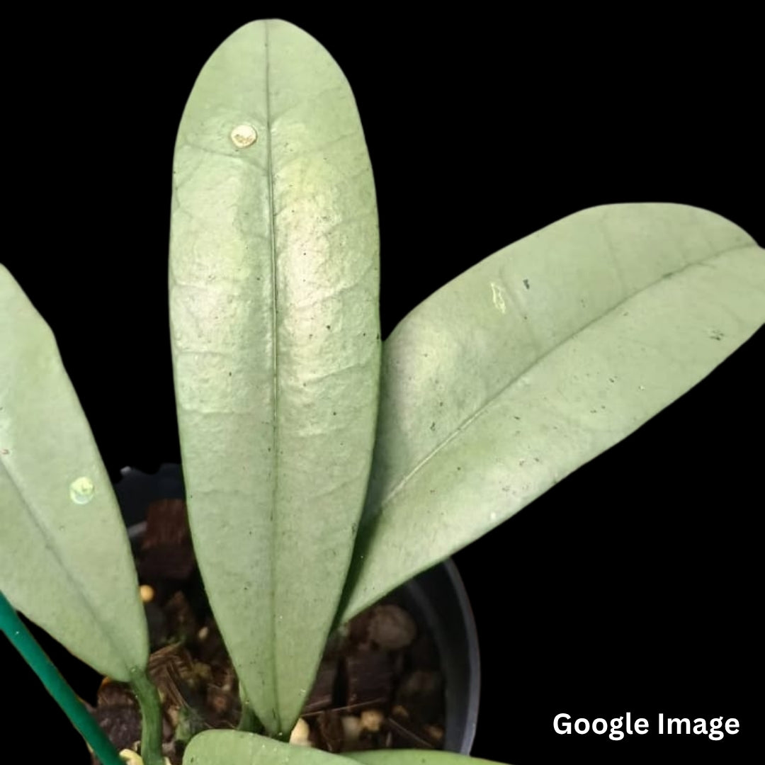 Hoya Griffithii Silver Clone (Small) PRE-ORDER-JULY222