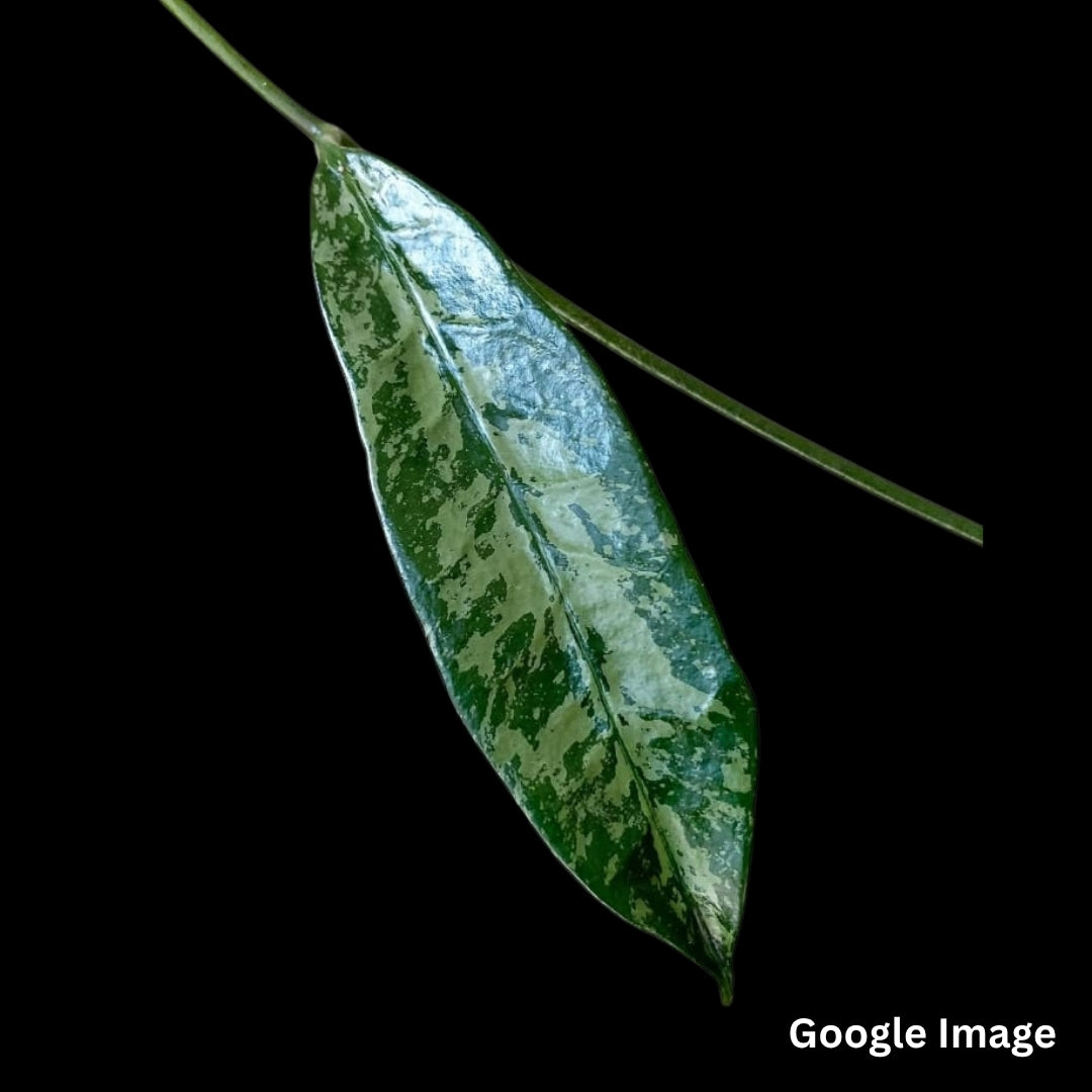 Hoya Griffithii Silver Splash (Medium) PRE-ORDER-JULY223