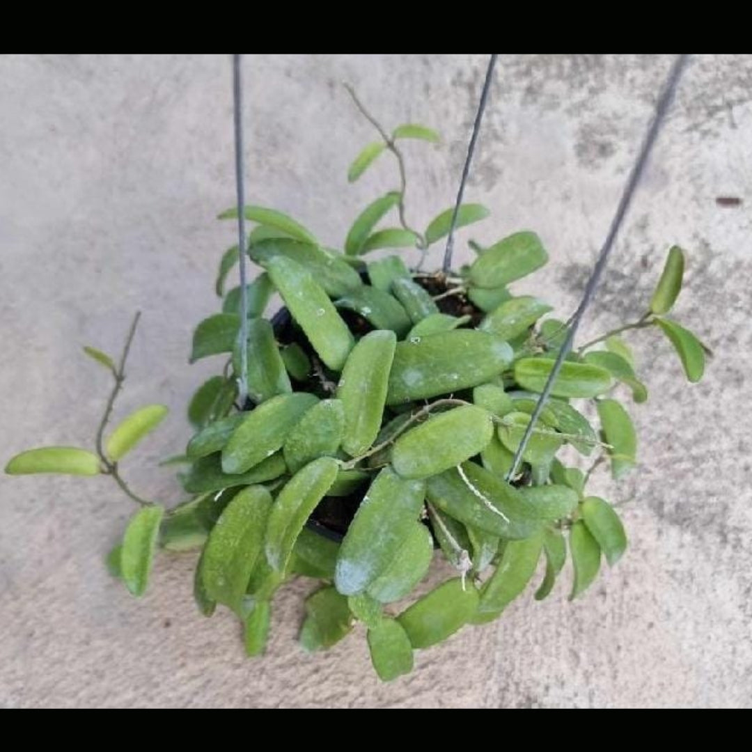 Hoya Lyi 'Big Leaves' (Large) PRE-ORDER-JULY344