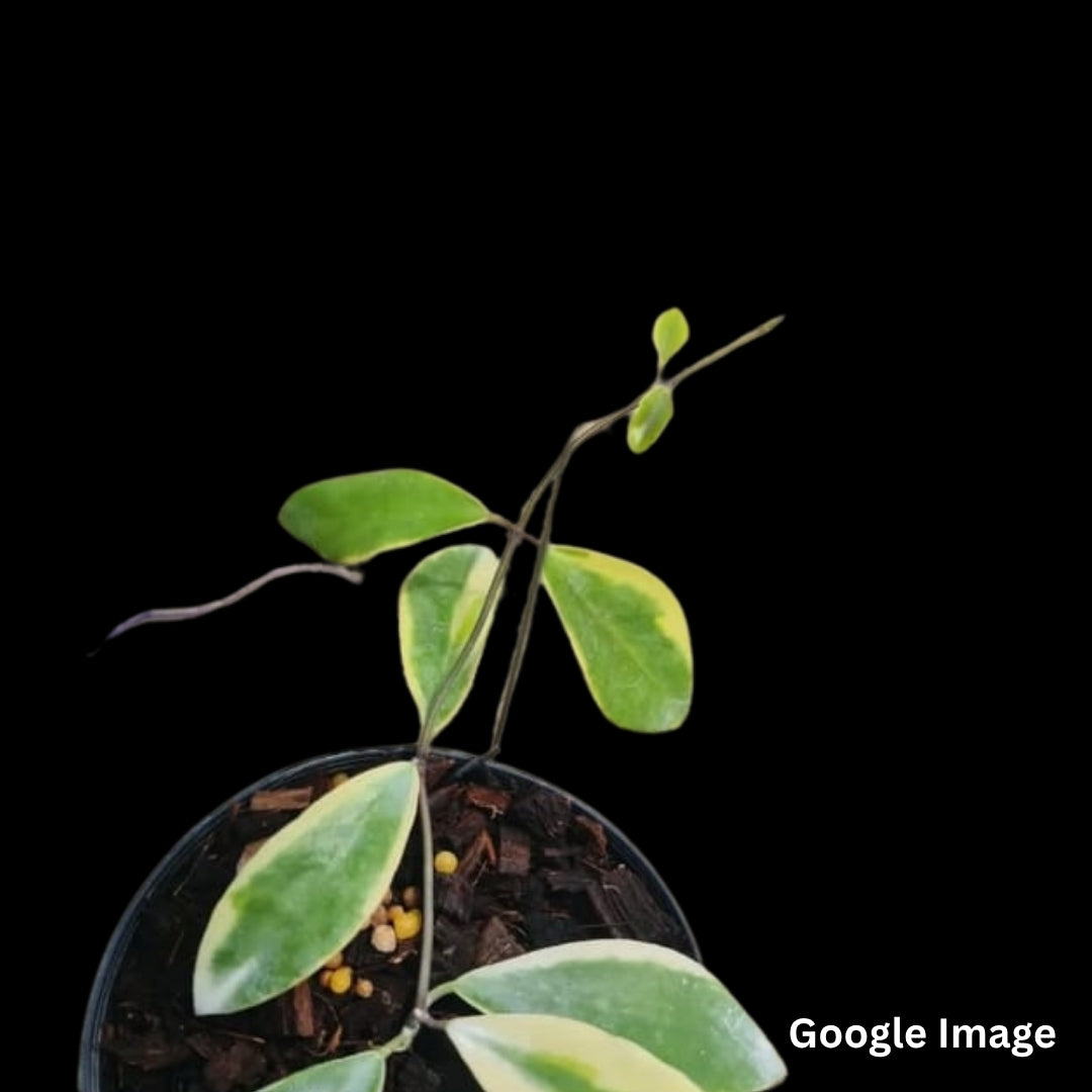 Hoya Halconensis (Medium) PRE-ORDER-JULY226