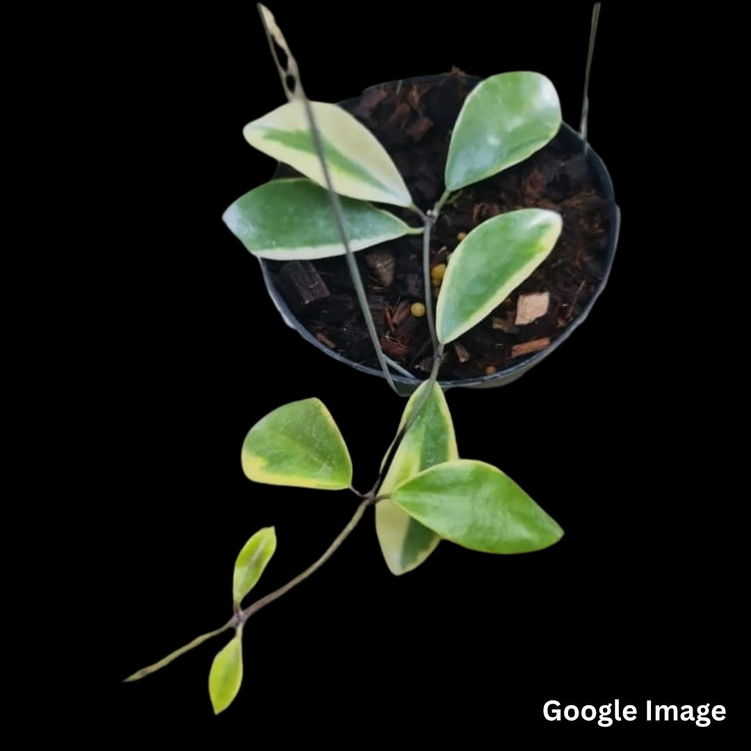 Hoya Halconensis (Medium) PRE-ORDER-JULY226