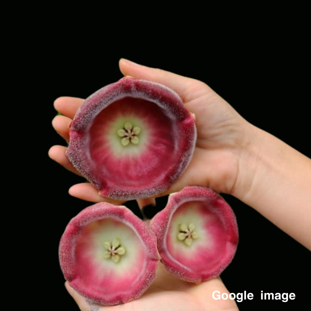 Hoya Lauterbachii (Large) PRE-ORDER-JULY328