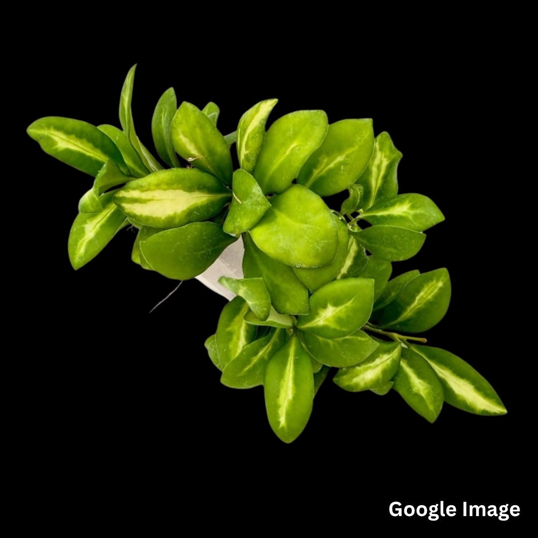 Hoya Heuschkeliana New Moon (Medium) PRE-ORDER-JULY236