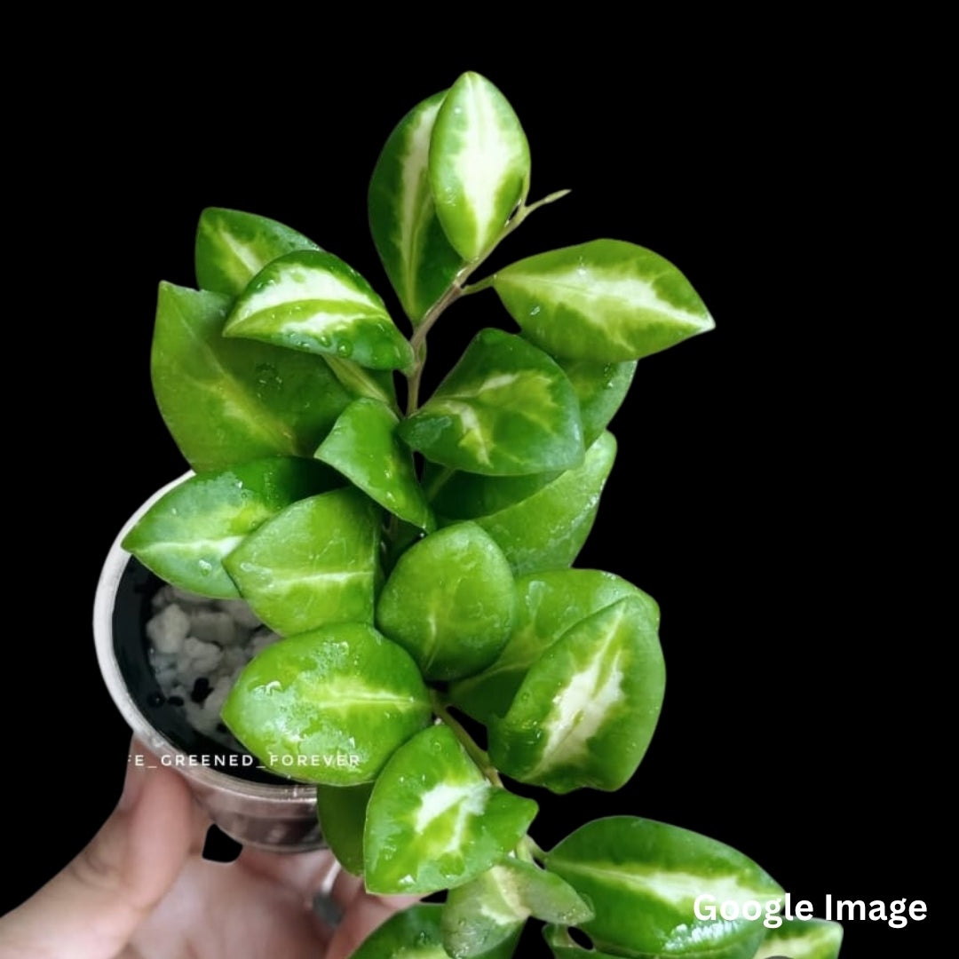 Hoya Heuschkeliana New Moon (Medium) PRE-ORDER-JULY236