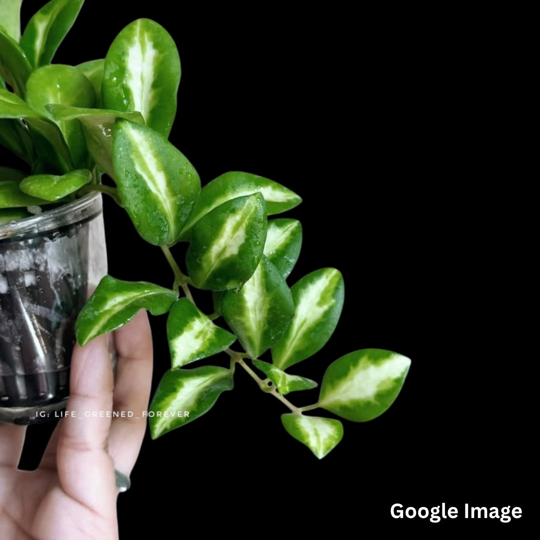 Hoya Heuschkeliana New Moon (Medium) PRE-ORDER-JULY236