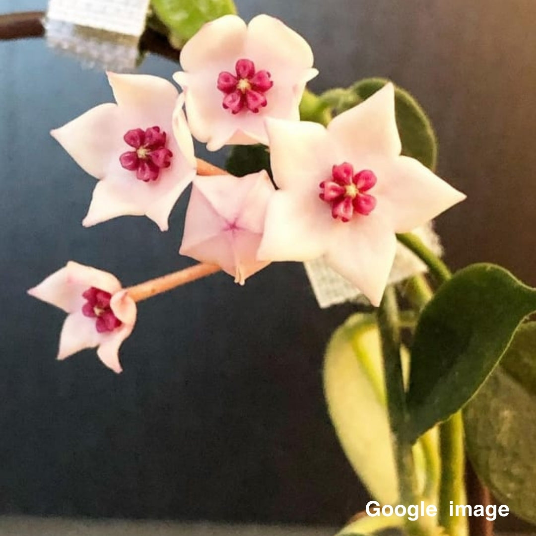 Hoya Lithyhoptica (Sp.Umpang) (Large) PRE-ORDER-JULY337