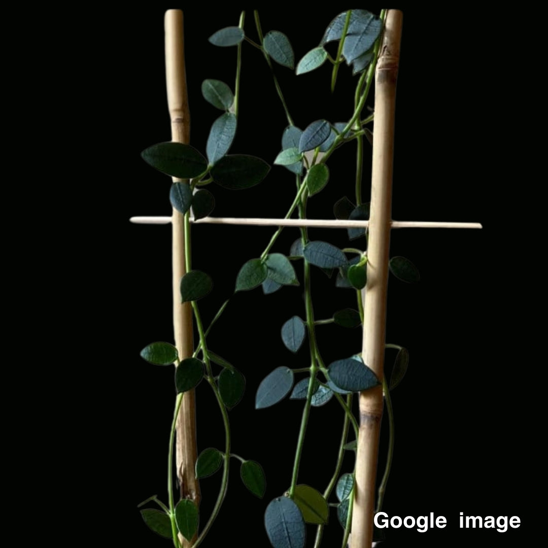 Hoya Lithyhoptica (Sp.Umpang) (Large) PRE-ORDER-JULY337